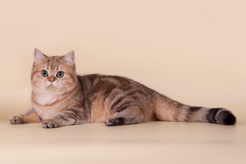 Британский Британская короткошерстная кошка окрас