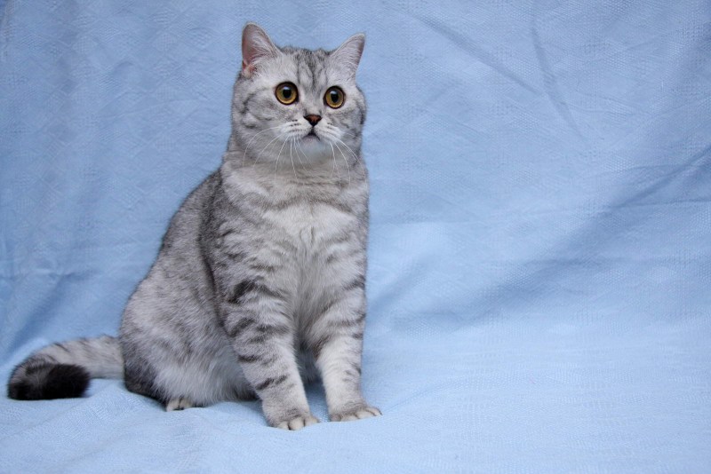 Шотландская короткошёрстная кошка