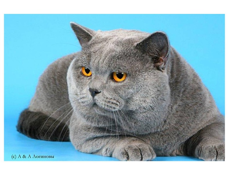 Британский кот Томас