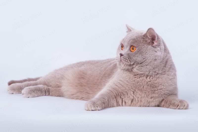 Британская короткошерстная