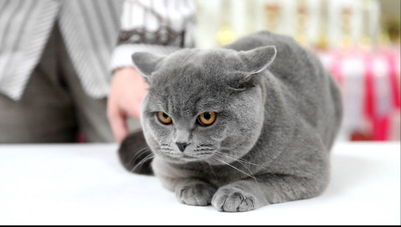 Британская кошка короткошерстная серая породистая