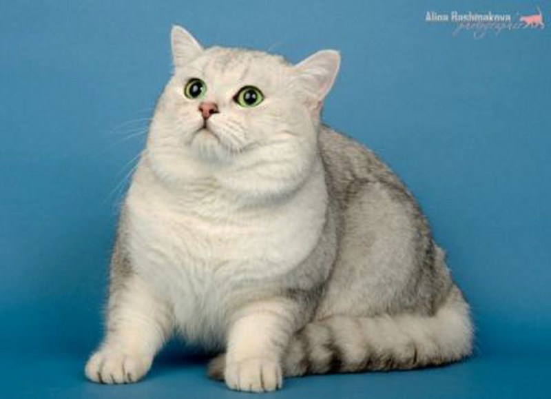 Британская короткошерстная
