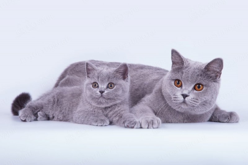 Шотландская короткошерстная шиншилла