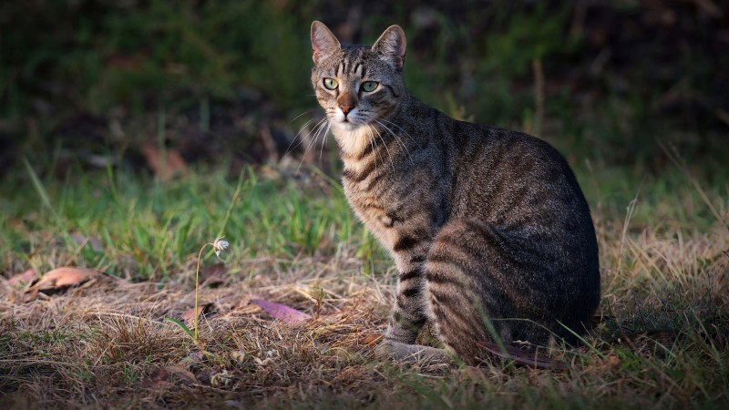 Коричневая полосатая кошка