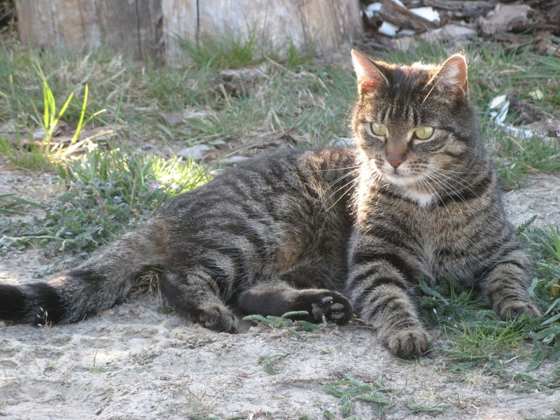 Кот дворовый полосатый