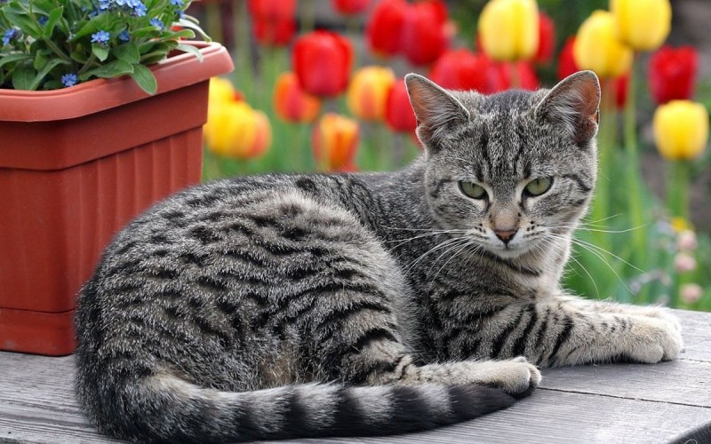 Кот с зелеными глазами