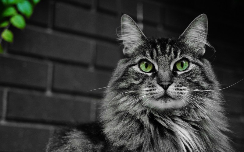 Сибирская кошка короткошерстная
