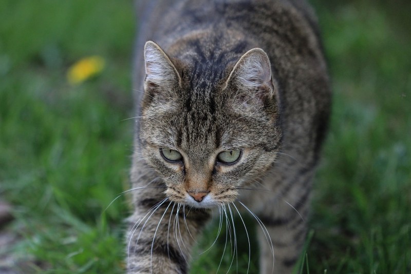 Кошка серая