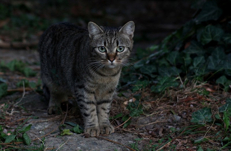 Полосатая кошка