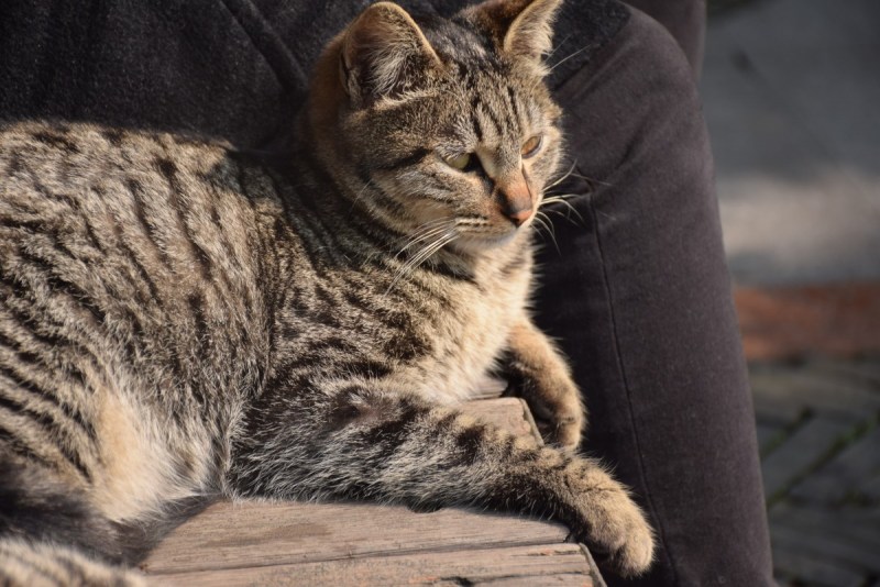 Американская короткошерстная кошка коричневая
