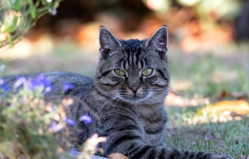Коричневые полосатые коты