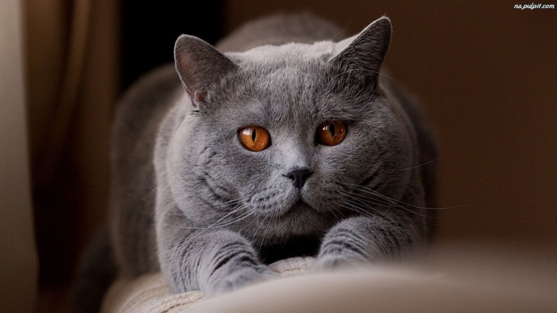 Скоттиш страйт Золотая шиншилла