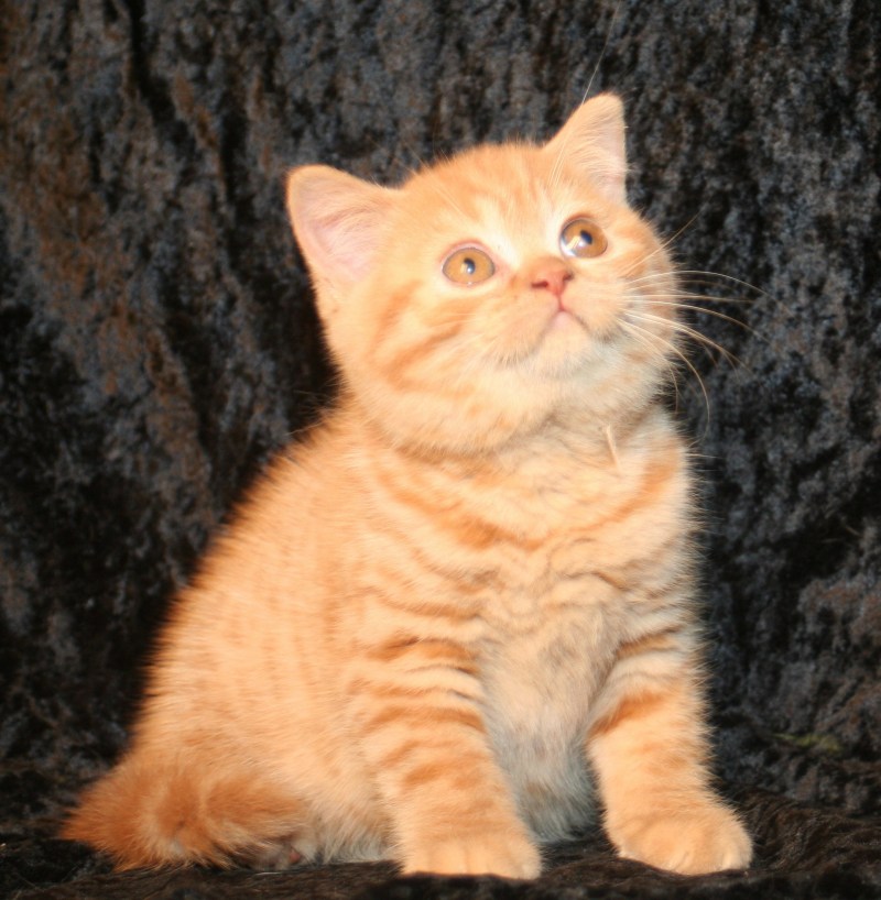 Самый дорогой британский кот