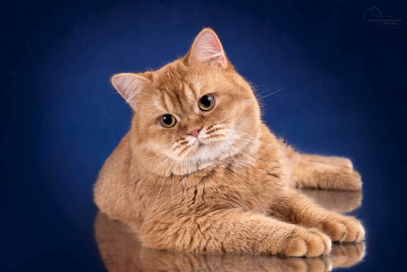 Кот британец рыжий
