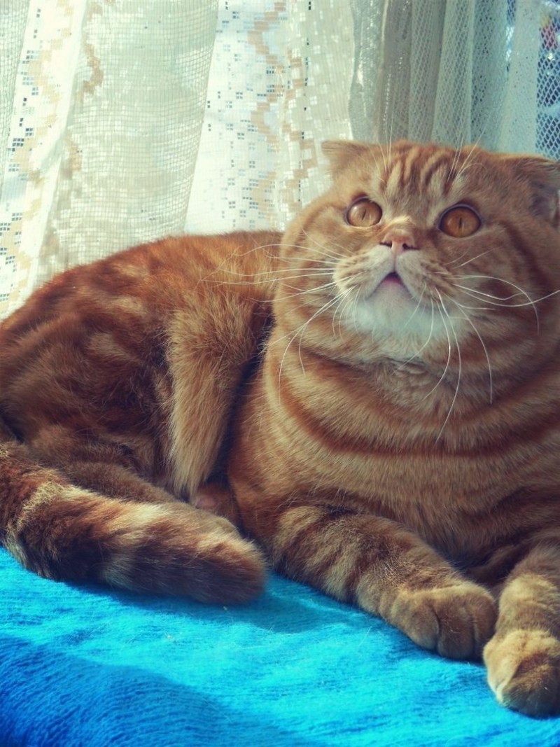 Британские коты Волхов