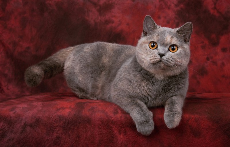 Красный британец кот