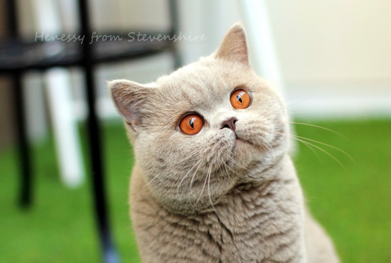 Британец кошка