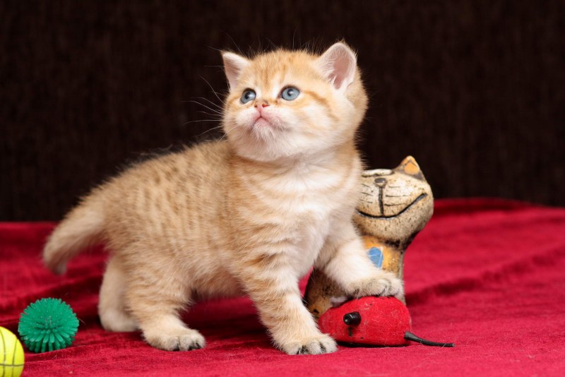 Британский короткошерстный кот рыжий