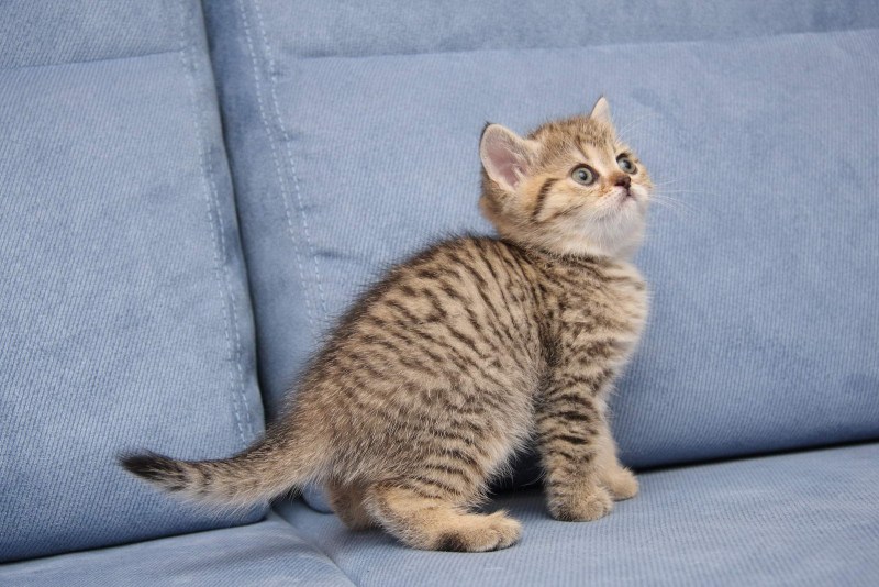 Tabby Cat