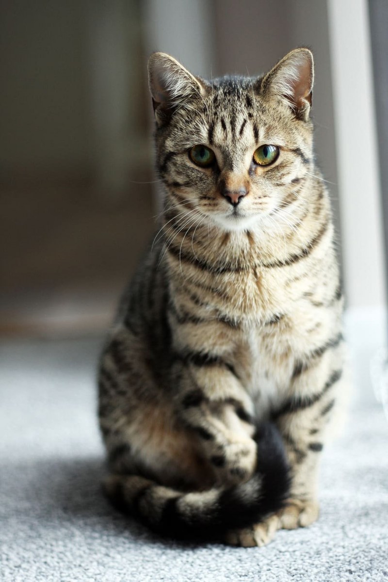Кот тэбби