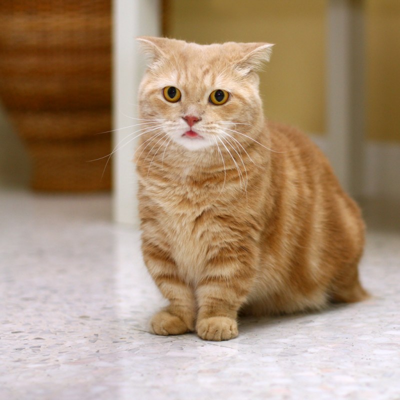 Манчкин кот
