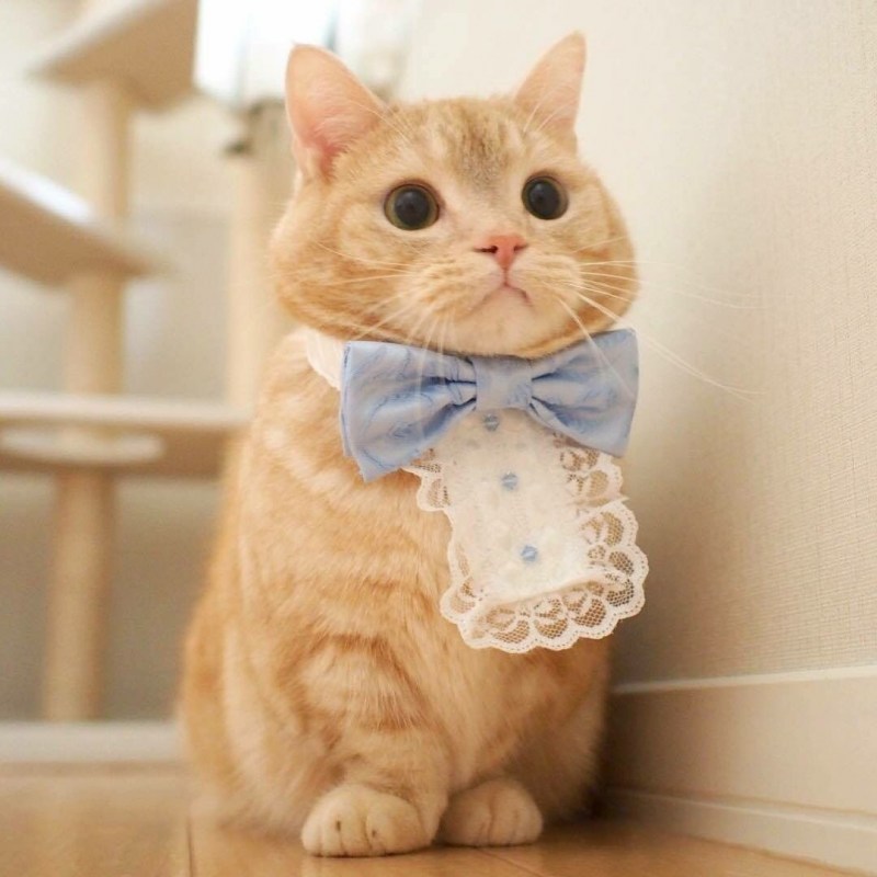 Коты Манчкин милые