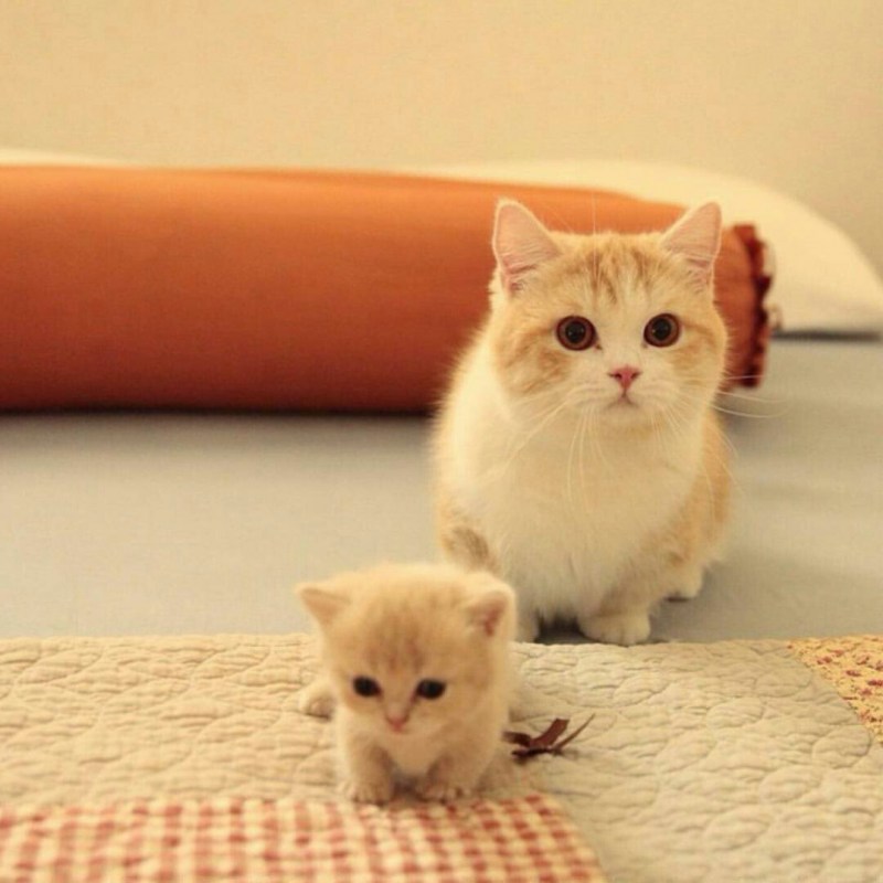 Манчкин котята