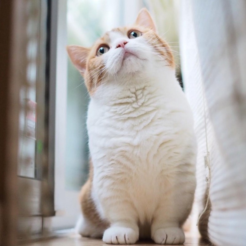 Коты с короткими лапками