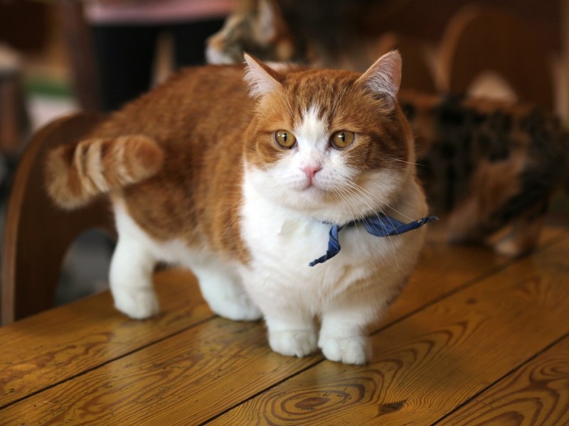 Манчкин кот большой