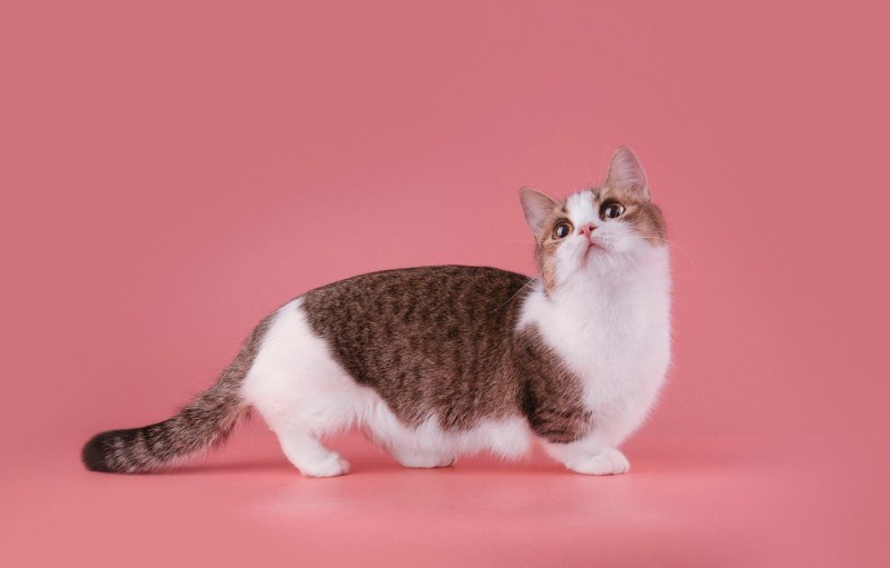 Манчкин кот