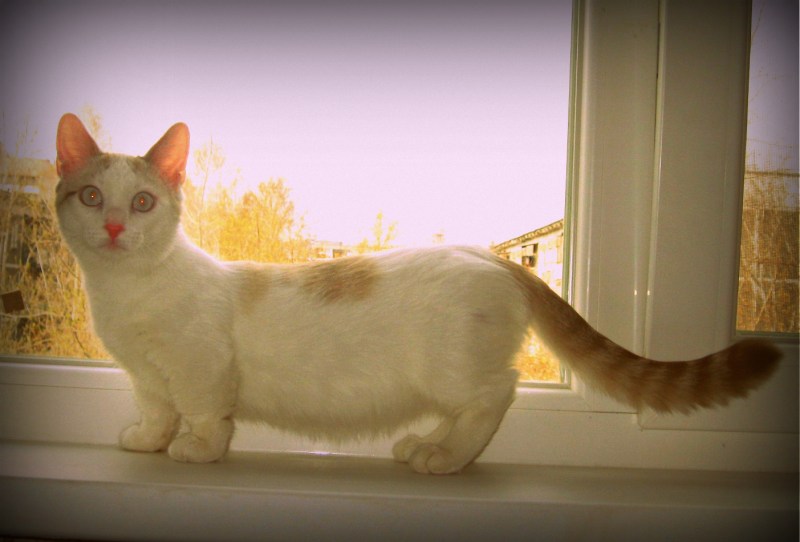 Бело рыжие коты с короткими лапами