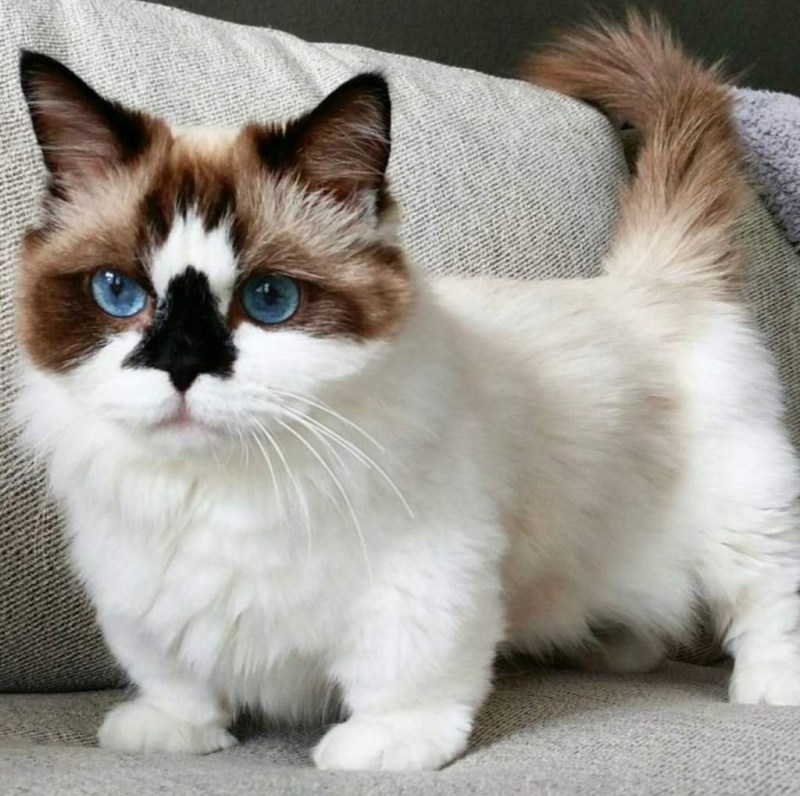 Манчкин сиамский