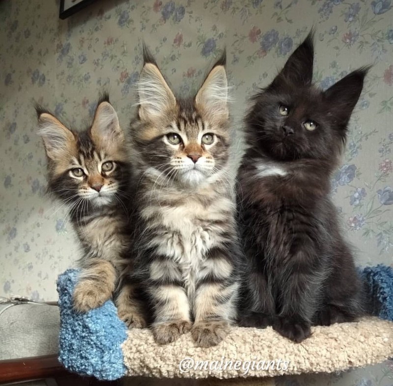 Камышовый Мейн кун
