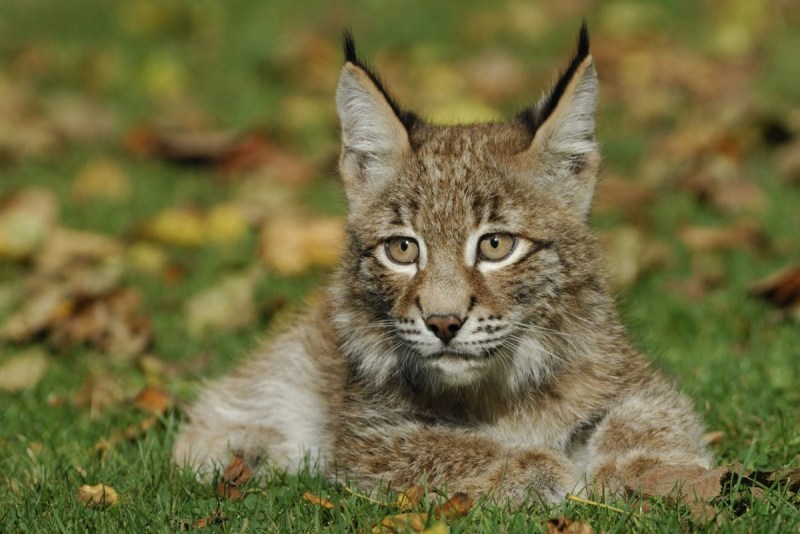 Lynx is a brief description