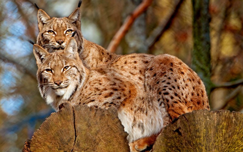Пещерная Рысь Lynx issiodorensis