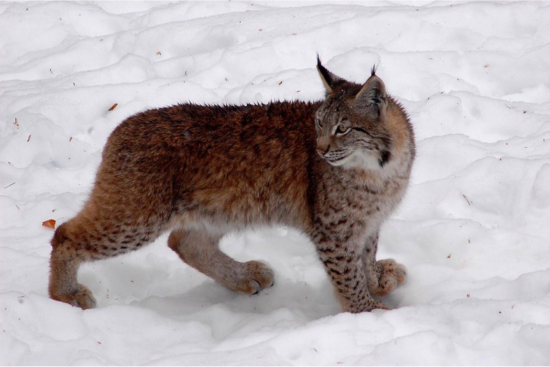 Рысь обыкновенная (лат. Lynx Lynx)