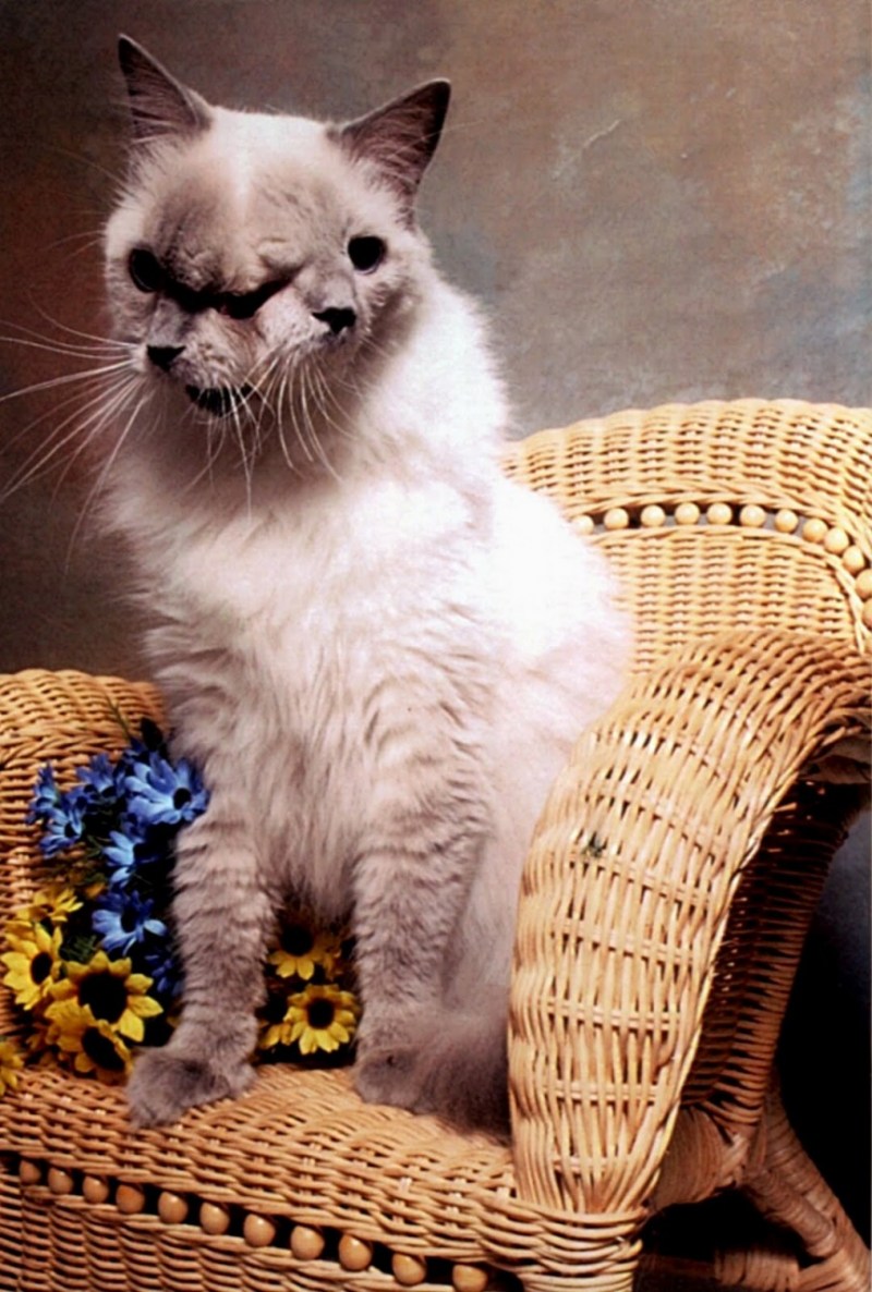 Кот с необычными глазами
