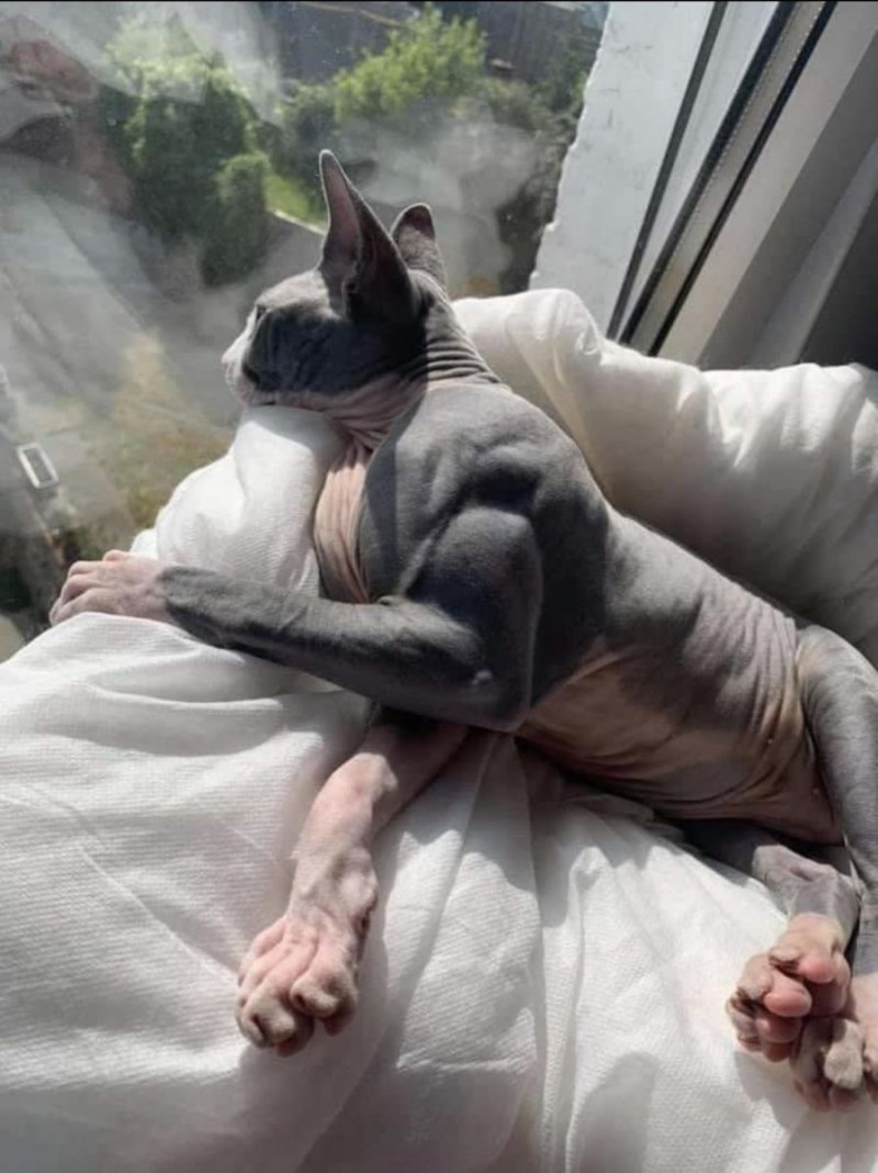 Необычные коты
