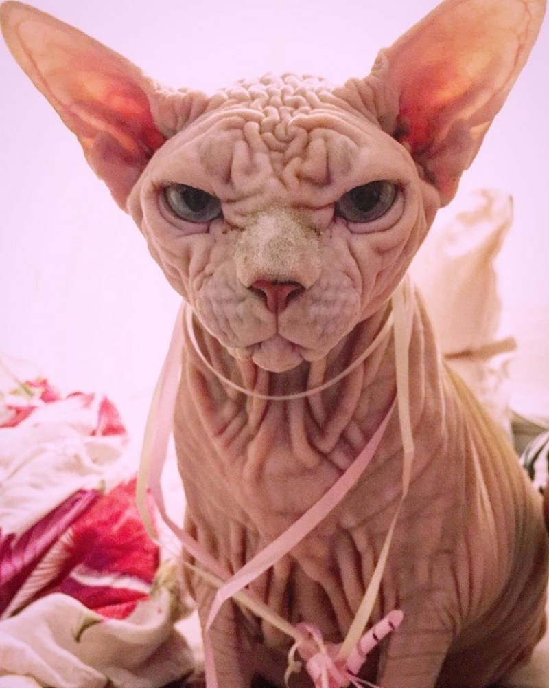Коты странных пород