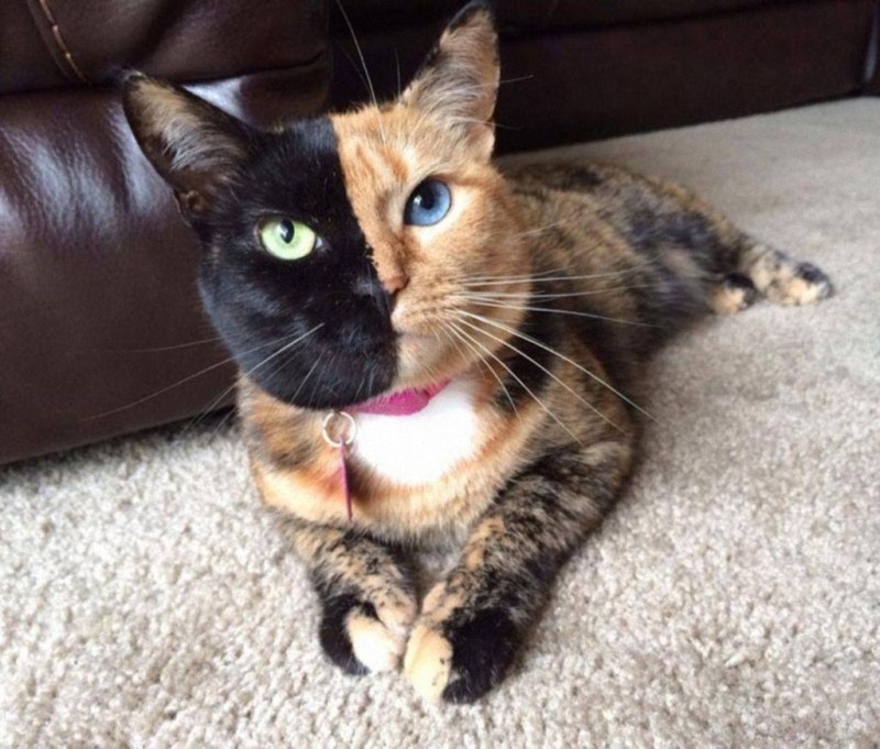 Кошка Венера Химера