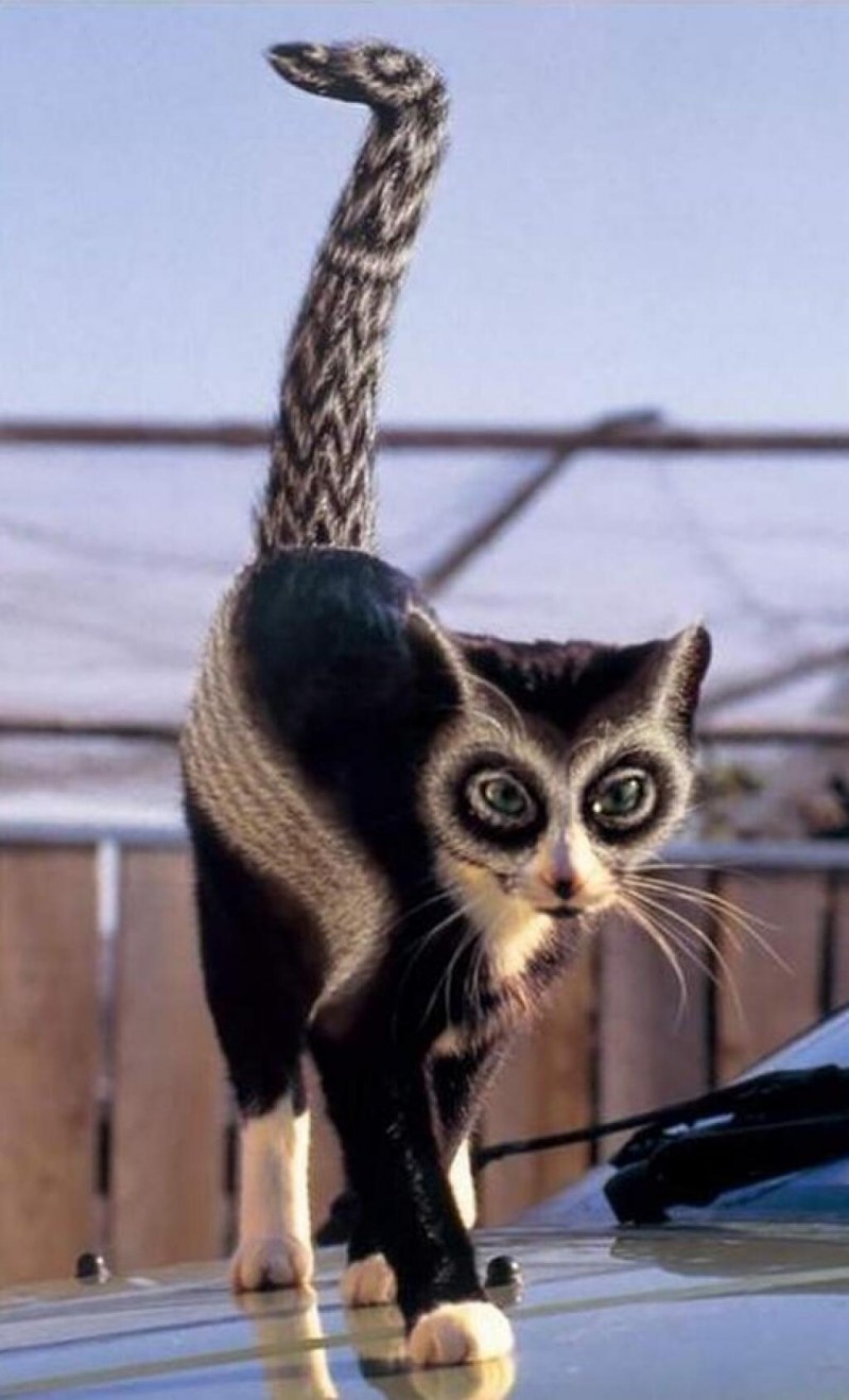 Крашеные кошки