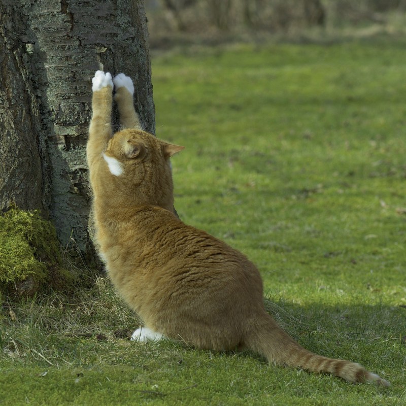 Кошка царапает дерево