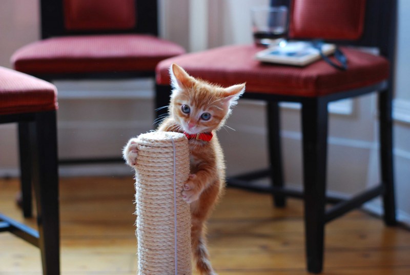 Котенок с когтеточкой