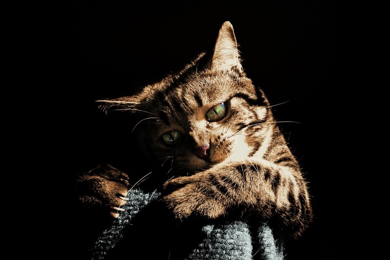 Кот царапает