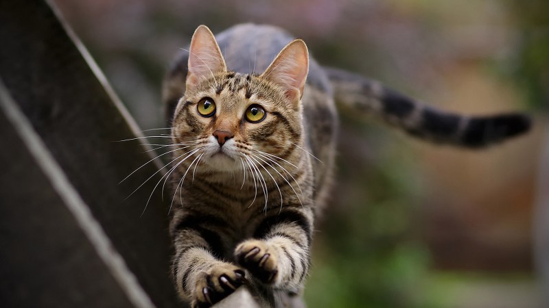 Красные коты