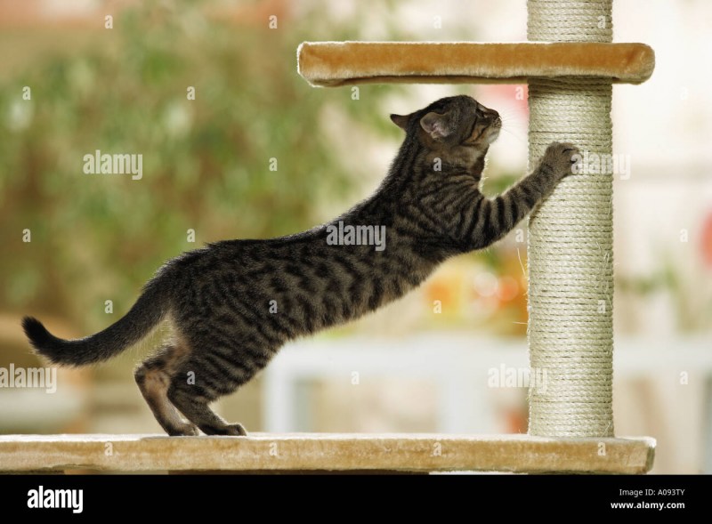 Кошка точит коготки