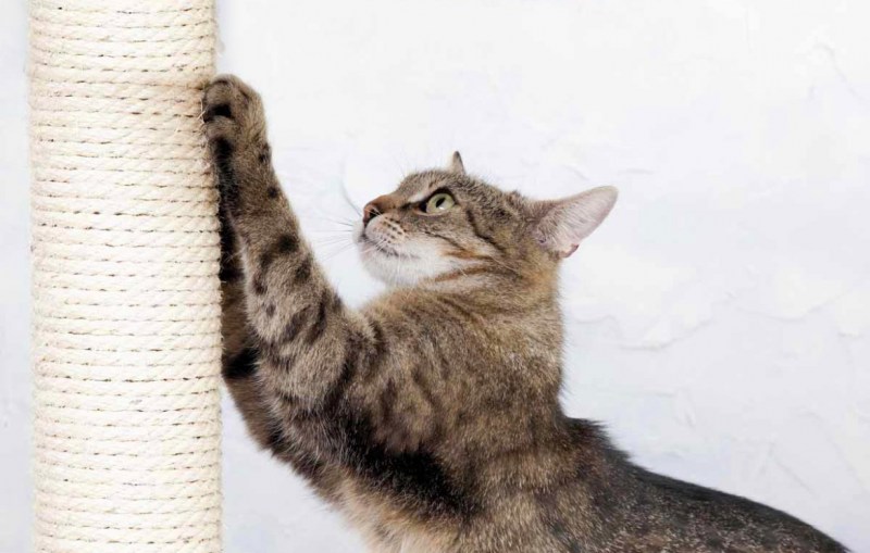 Кот царапает