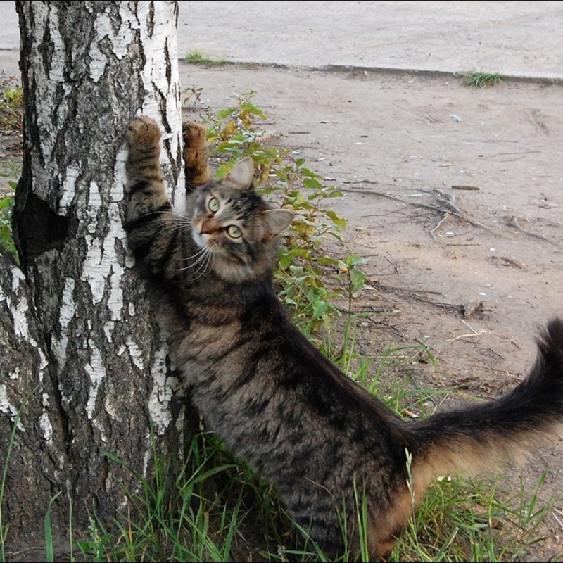 Кошка царапает дерево