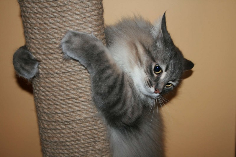 Кот точит когти