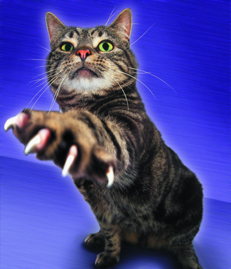 Котик с когтями